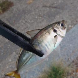 マズメのみ釣行