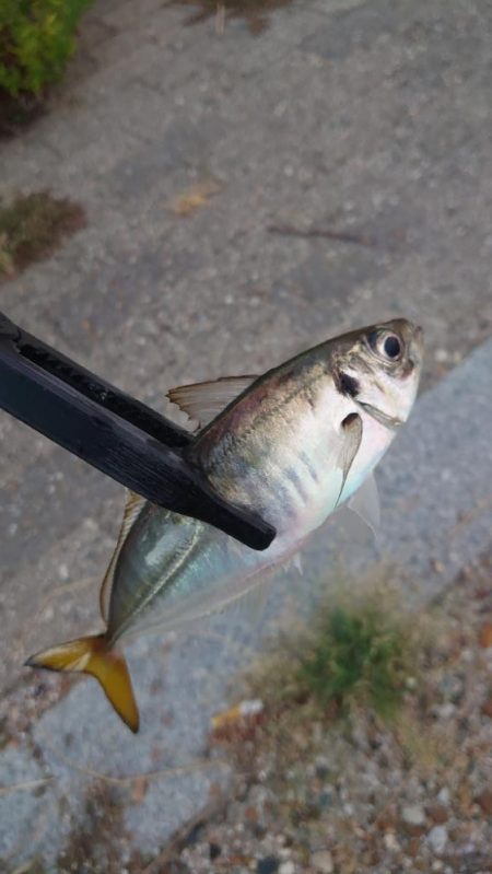 マズメのみ釣行