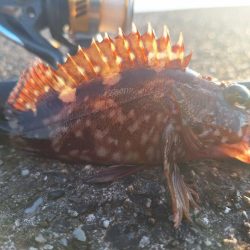 ロックフィッシュ釣行
