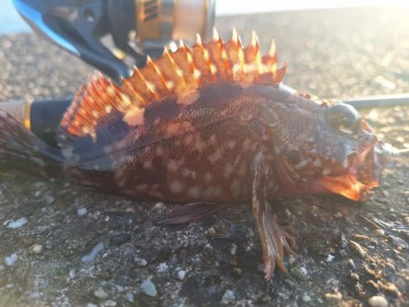 ロックフィッシュ釣行