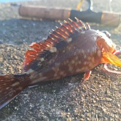 ロックフィッシュ釣行