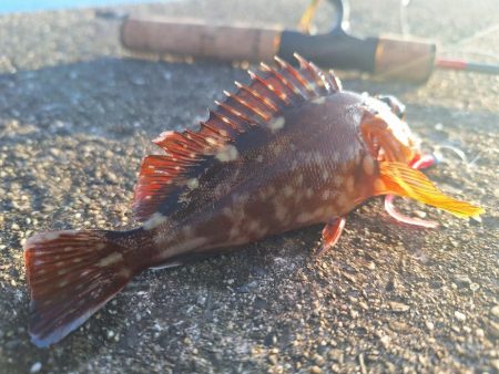 ロックフィッシュ釣行