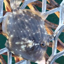 急遽リベンジ釣行へ…