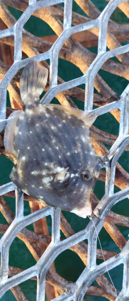 急遽リベンジ釣行へ…