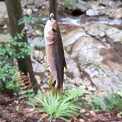 短時間チャビング