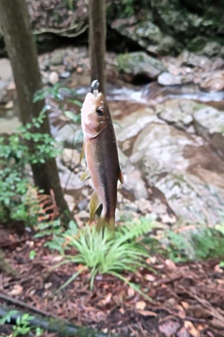 短時間チャビング