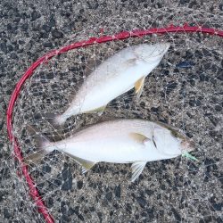 釣れるのは、アカビラばかり