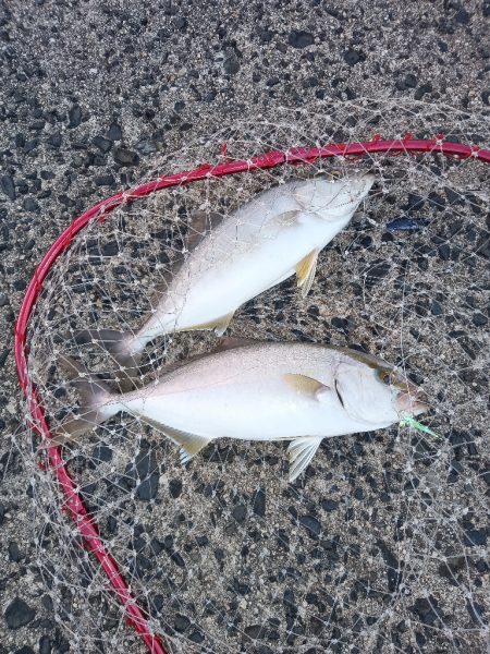 釣れるのは、アカビラばかり