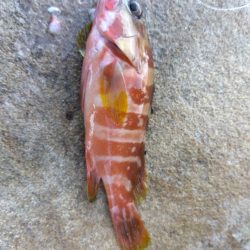 サラシ打ちは不発…