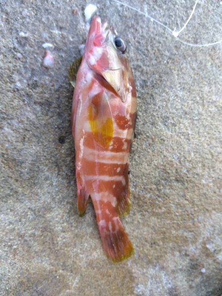 サラシ打ちは不発…