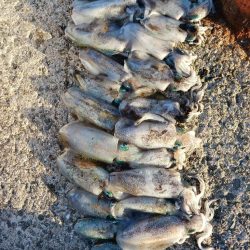 朝マズメ前からエギング