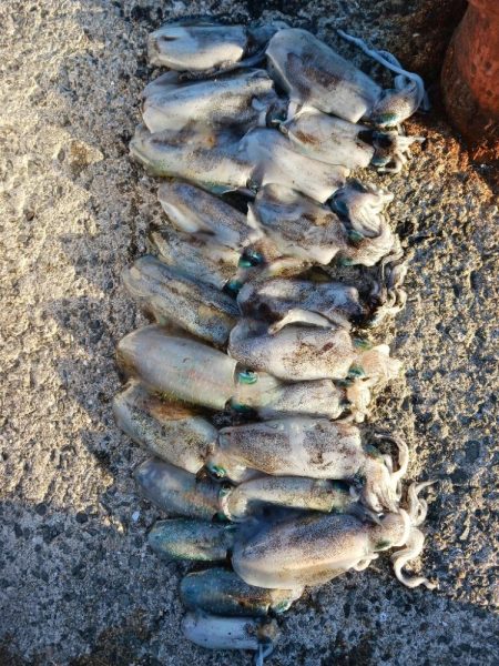 朝マズメ前からエギング