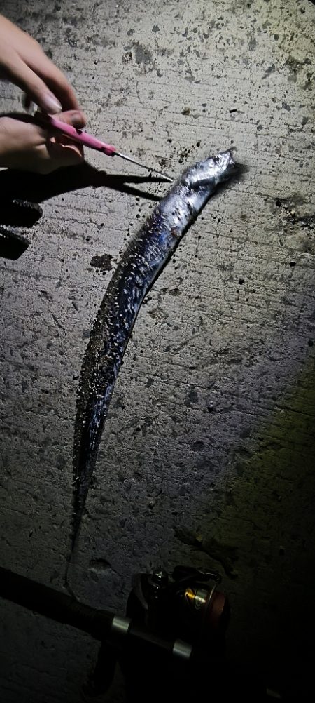 来てます！タチウオ！