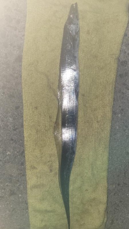 和歌山タチウオ2024♪開幕！