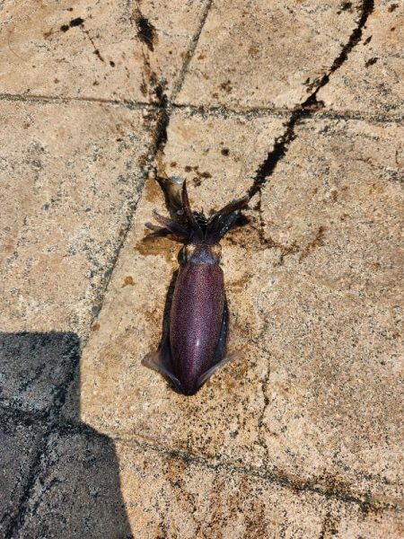 久しぶりの投稿