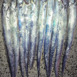 たちうおっ おっ おっ（ ＾ω＾）