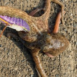 とうとう終盤…。