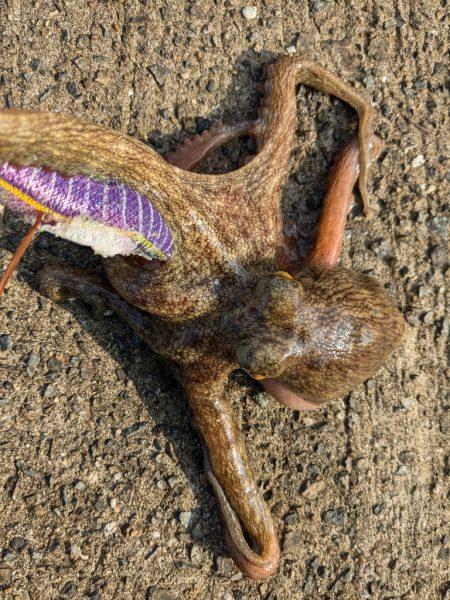 とうとう終盤…。