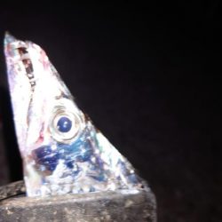 なんとかシーズン初