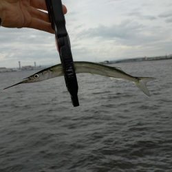 サヨリ釣りへ‥