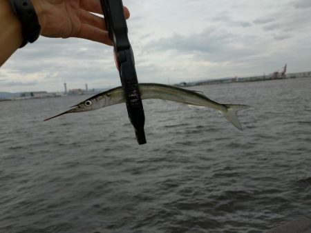 サヨリ釣りへ‥