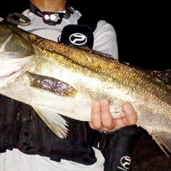 イナッコパターン攻略で、ランカー降臨!