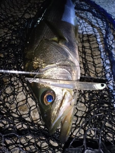 シーバス時々アジング