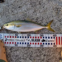 ショアジキシーズンイン!