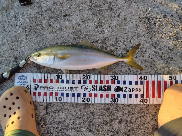 ショアジキシーズンイン!