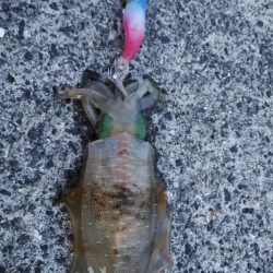 秋イカの始まり