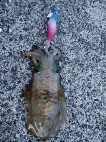 秋イカの始まり