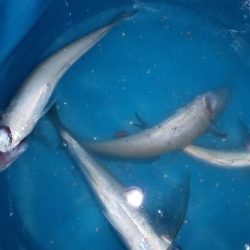 キス探し@深日港