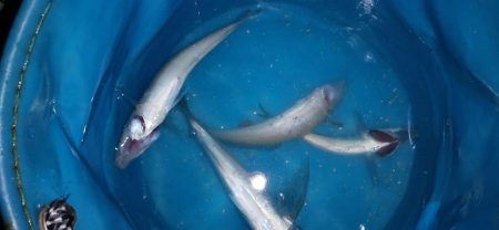 キス探し@深日港