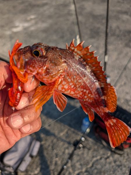 陸っぱり釣行記