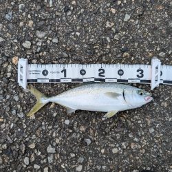 陸っぱり釣行記