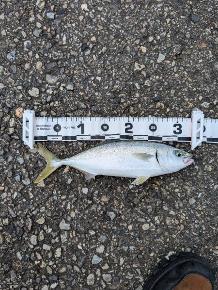 陸っぱり釣行記