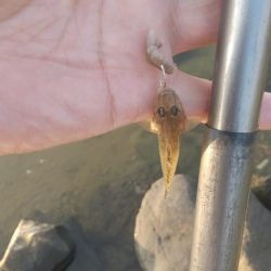 ハゼシーズンイン