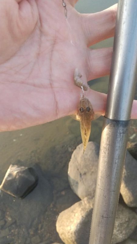 ハゼシーズンイン