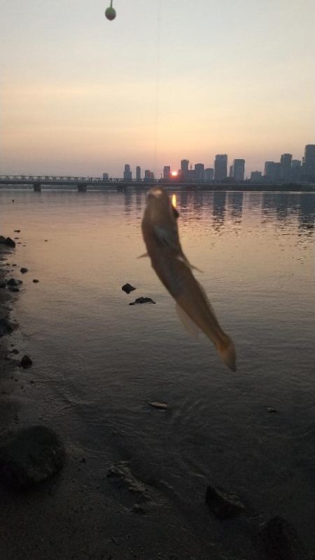 早朝ハゼ釣り