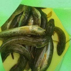 淀川ハゼ釣り大会