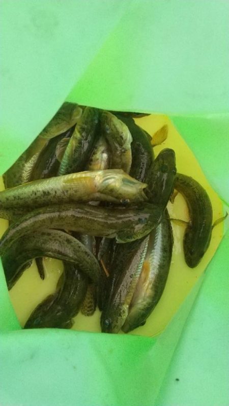 淀川ハゼ釣り大会