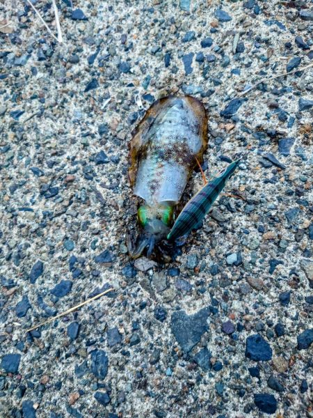 大荒れエギング