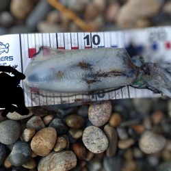 障泥5杯、甲1杯