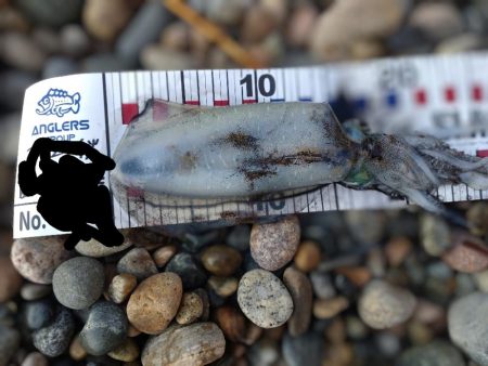 障泥5杯、甲1杯