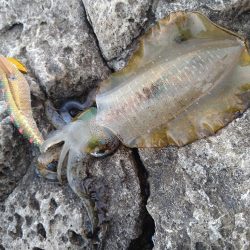 いつもの磯が渋い