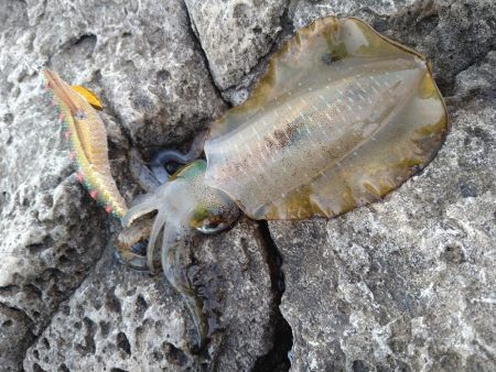 いつもの磯が渋い