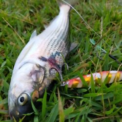 イサキの仔が岸際に群れて