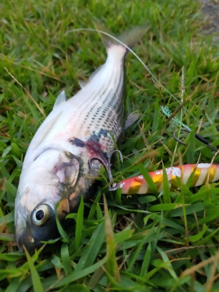 イサキの仔が岸際に群れて