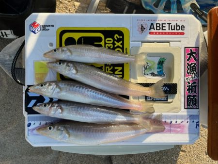 しばらく釣りに行ってなかったらキスが薄くな…