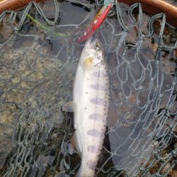 台風荒れに期待したが、、